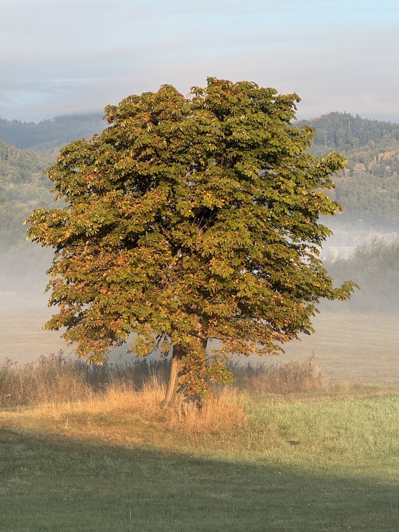 Podsudecki jesienny Kasztanowiec - Budzów